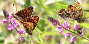 mating fritillaries