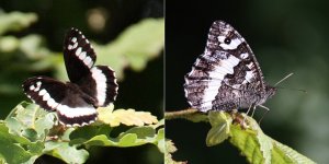 Great Banded Grayling