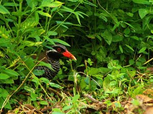 Okinawa Rail