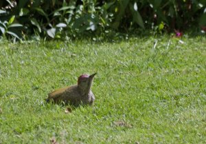 Green Woodpecker