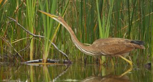 Purple heron