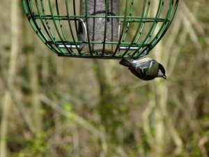 Great tit with seed