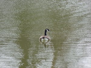 Canada goose swimming away