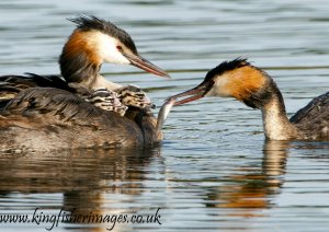 Great Crested Grebes with 3 chicks