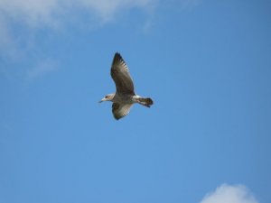 Young herring gull in flight