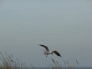 Black headed gull struggling in wind