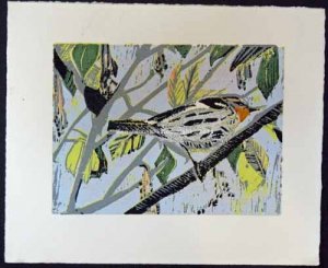 Blackburnian Warbler at Magee Marsh