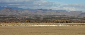 Snow Geese at Bosque del Apache NWR