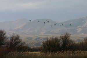 Sandhill Cranes at Bosque del Apache NWR