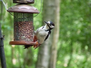 Greater spotted woodpecker on bird feeder