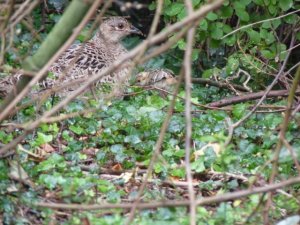 Hen pheasant with chick
