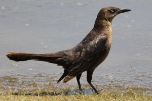 Great-tailed Grackle-female