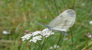 wood white