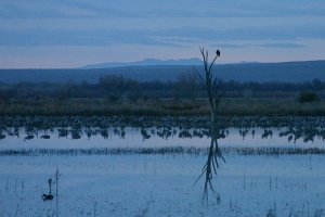 Waiting for dawn at Bosque del Apache NWR