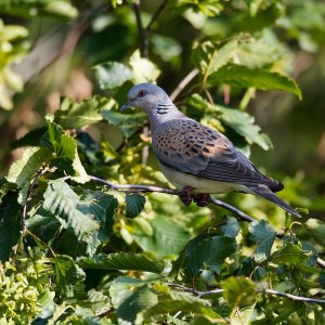 Turtle Dove