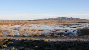 Marsh Loop at Bosque del Apache NWR