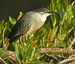 Striated Heron