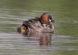 Little Grebe