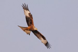 Red Kite