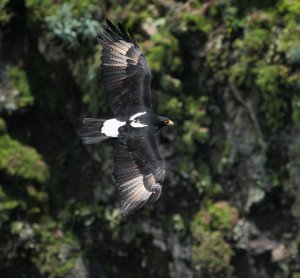 verreaux's eagle