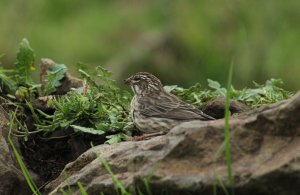 ankober serin