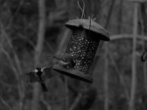 Coal tit on feeder with great tit flying in.
