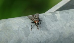 Resting fly on metal gate