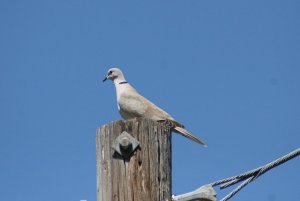 Eurasain-collard Dove