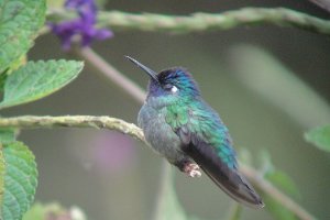 Violet-headed Hummingbird