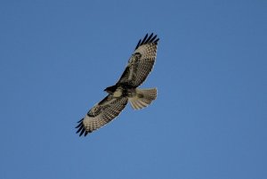 Red-tailed_Hawk8
