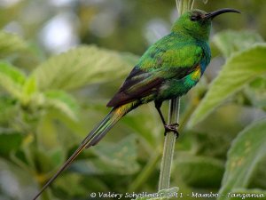 Bird-of-the-day #4 at MamboViewPoint