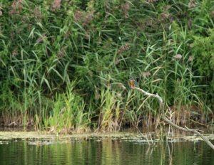 Kingfisher Torment