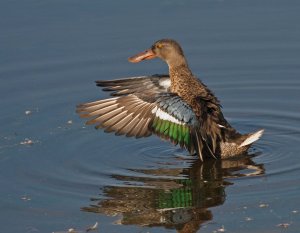 Shiny Shoveler