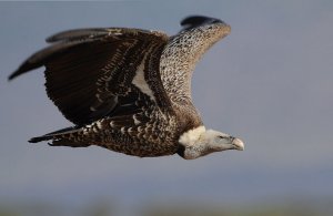 Rppell's Griffon Vulture (Gyps rueppellii)