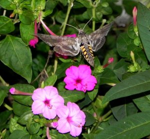 5 Spotted Hawk Moth