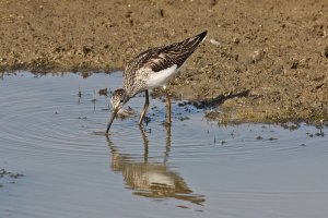 Greenshank