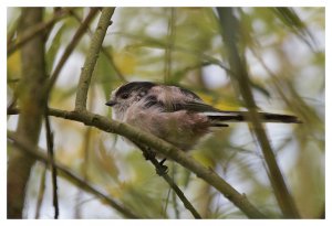 Long Tailed Tit