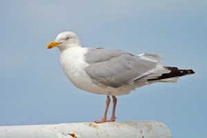 Herring Gull