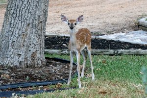 Garden fawn!