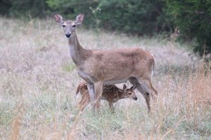 White-tailed deer and fawn