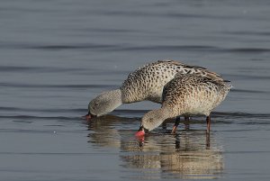 Cape Teal