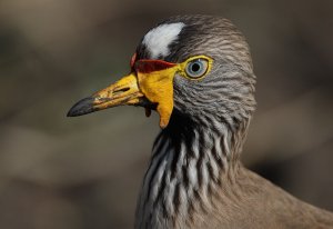 African Wattled Lapwing