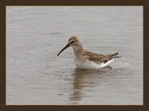 Curlew Sandpiper (my first)