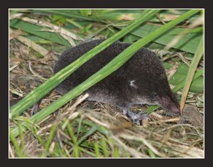 Already Tame (Shrew)