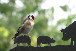 Piggy-back Goldfinch