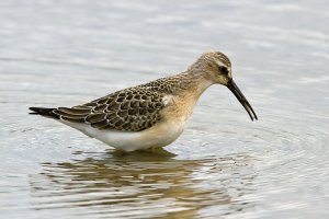 Curlew Sandpiper