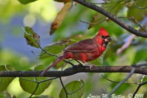 Pretty Cardinal sitting on a branch.