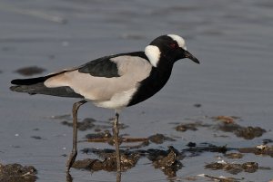 Blacksmith Lapwing