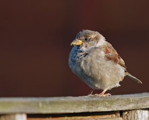 A Little Cock Sparrow