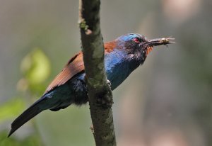 Blue-headed Bee-eater